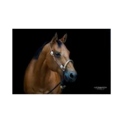 Bosal Set Mit Silber Conchas Und Nylon Mecate 9 Bosal Set Mit Silber Conchas Und Nylon Mecate -Super Equestrian Supplies gebisslose zaeumung hackamore mecate kalifornische hackamore altkalifornische reitweise4