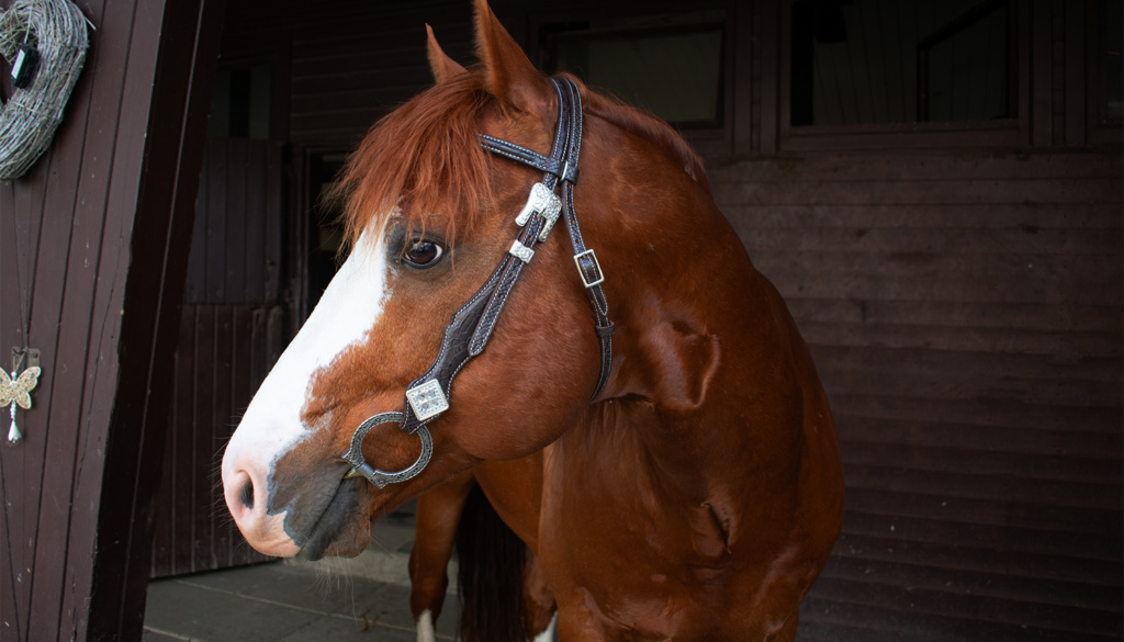 Super Equestrian Supplies 9 Super Equestrian Supplies -Super Equestrian Supplies 1